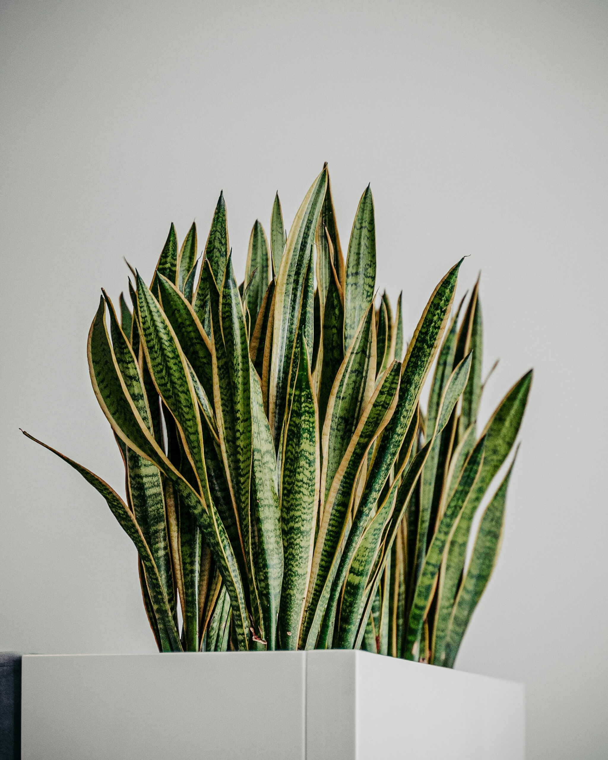 maksym-tymchyk-obZbTYPAe-c-unsplash (1)
